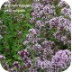 Kruidenplantjes